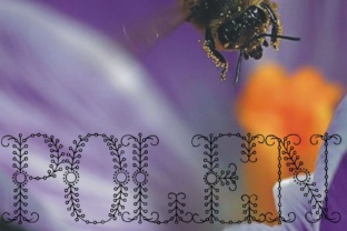 Why Polen is a Game-Changer for Display Typography